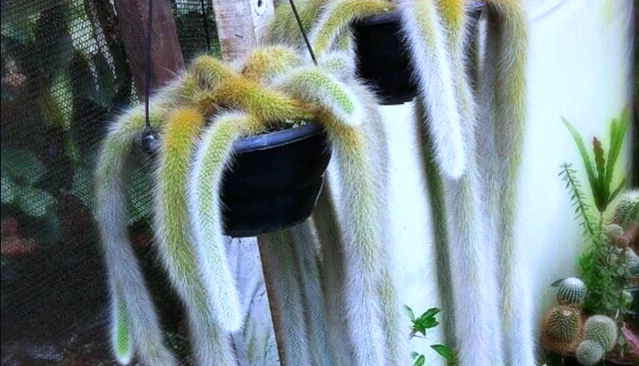 Tumbuhan Monkey Tail Cactus