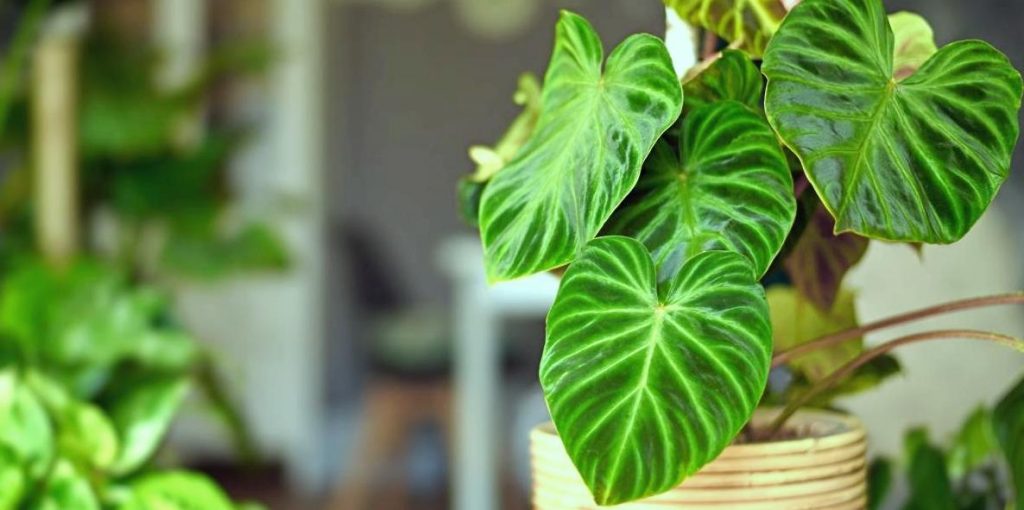 Menelusuri Seluk Beluk Philodendron